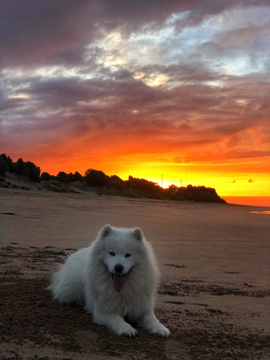 SAMOYEDE