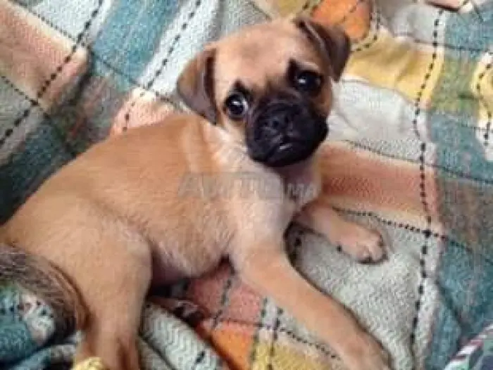 Chien carlin croisè avec pikinwa age de 10 mois