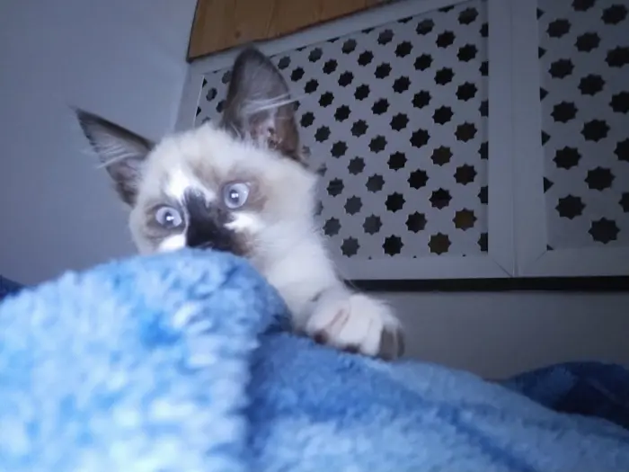 Femelle siamoi de six mois