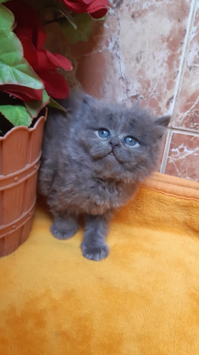 British long hair blue