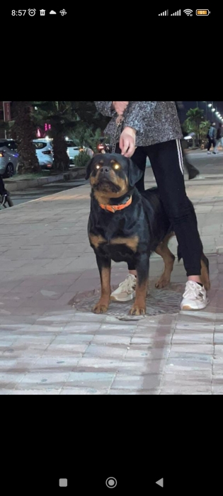 Rottweiler