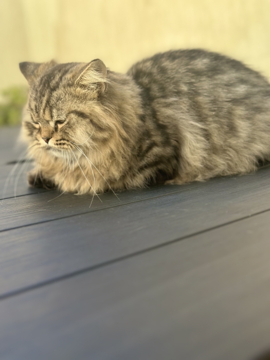 Deux mâles Munchkin pattes courtes