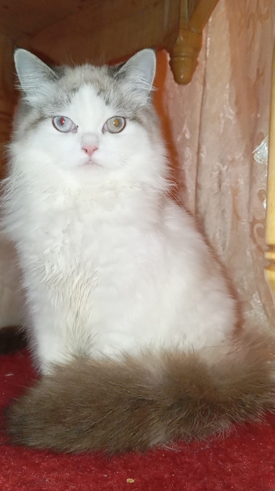 Chat persan chinchilla