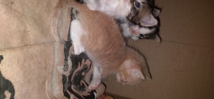 Un chat sondré à vendre