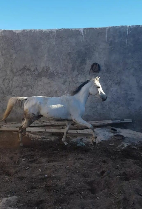 2 chevaux pur-sang agadir