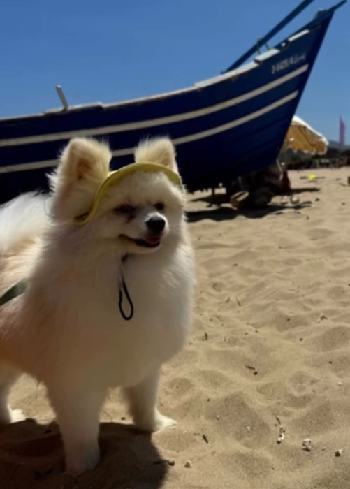 pomeranian spitz blanc