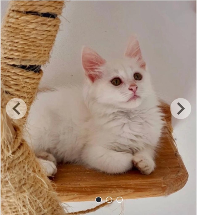 Croisement de race mainecoon