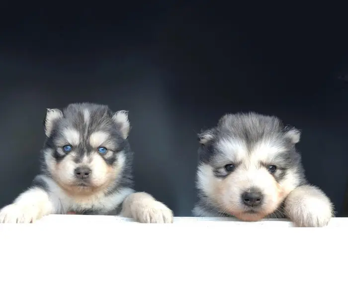 Chiots husky malamute à vendre