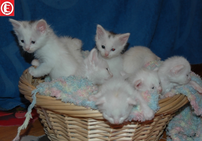 Adoption 5 CHAT ANGORA Blanc