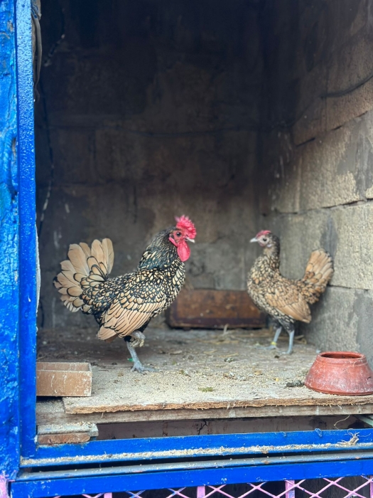 ذكر وأنثى دجاج سيبرايت