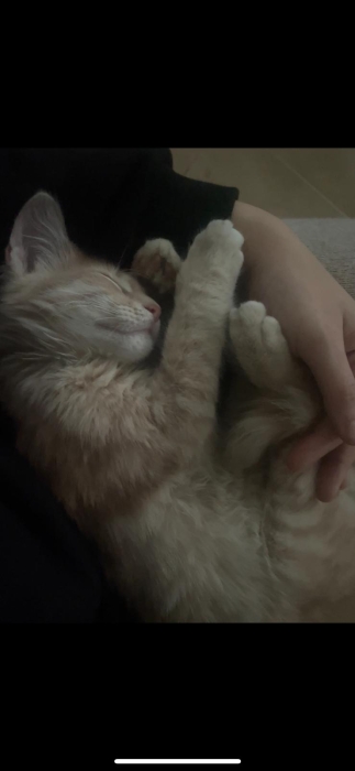 Chaton à adopter sur tanger