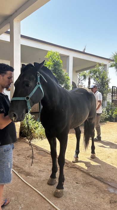 Arabe barbe التبوريدة