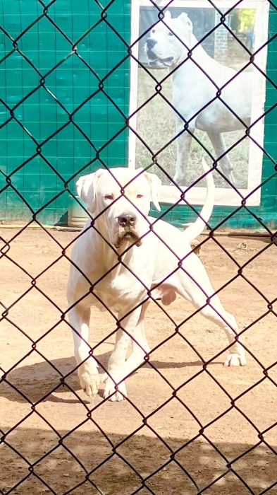 Dressage et Gardinag