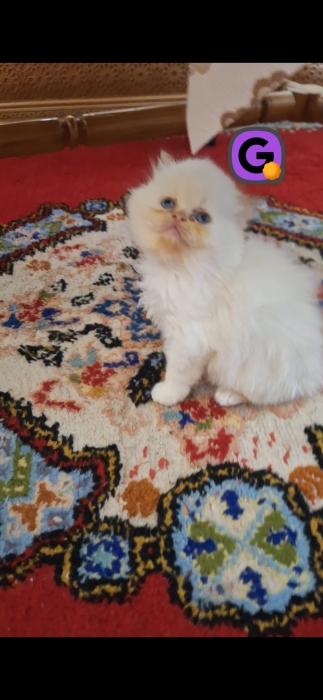 Chat persan himalaya