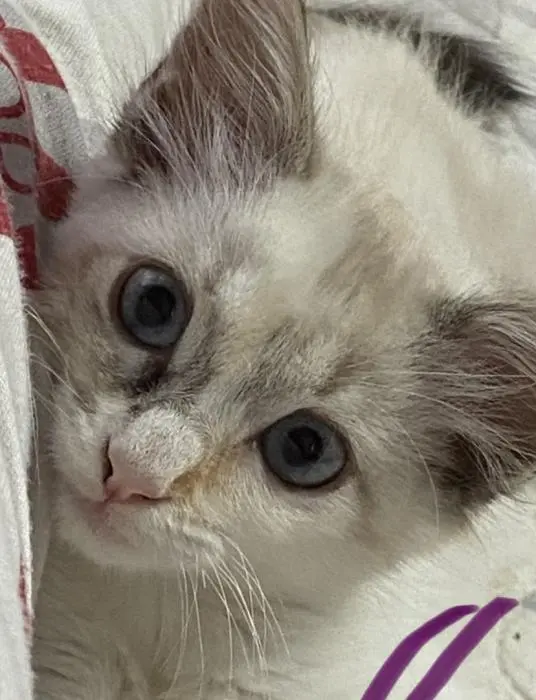 Chatte snowshoe trois mois habituée à la litière avec tout ces affaires