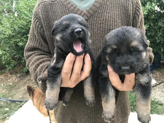 Chiot berger allemand