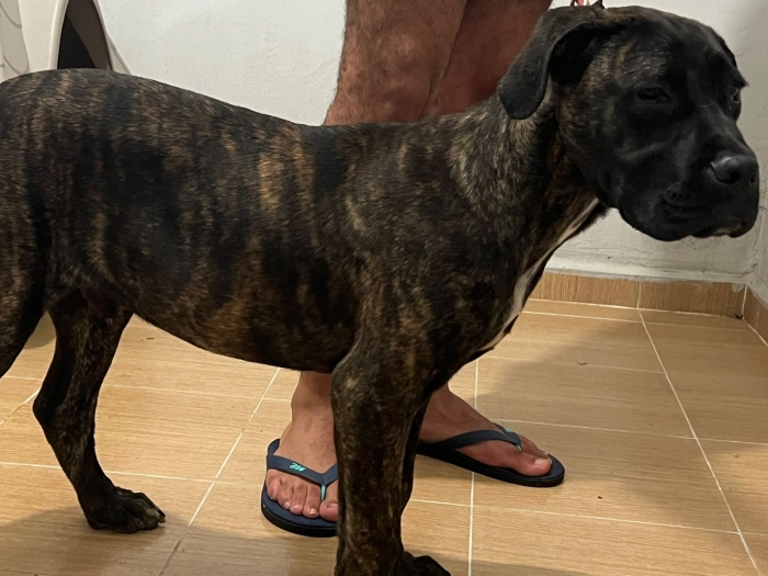 Male Cane corso