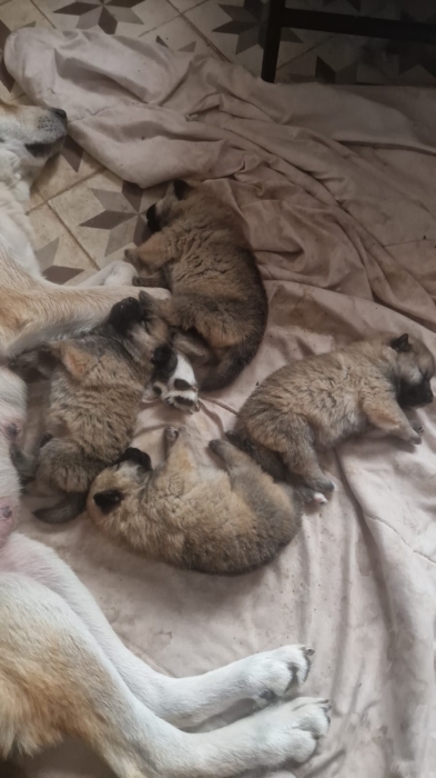 Akita (males et femelles)