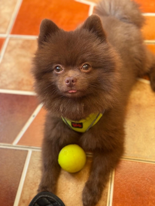 Pomeranian Male