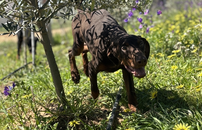 Chiot femelle Doberman avec pedigree à vendre pure race