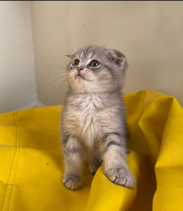 scottish fold