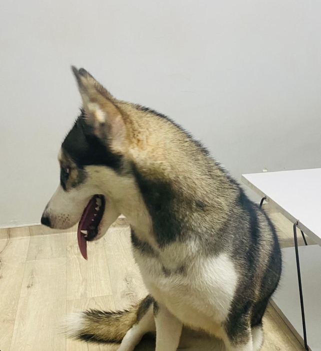 Husky yeux bleu (femelle)