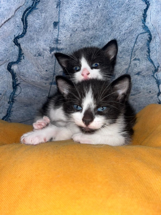 Châteaux pour adopter