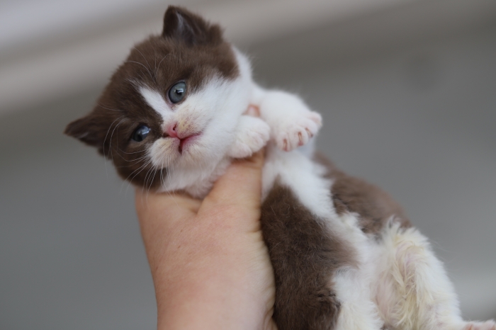 Chatons british chocolats / choco bicolores et fawn bicolores