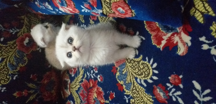 scottish male et femelle