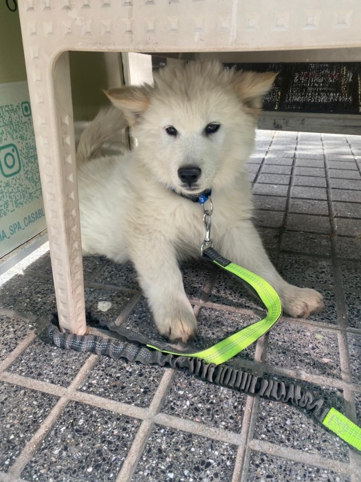 Chiot Samoyède 2 mois