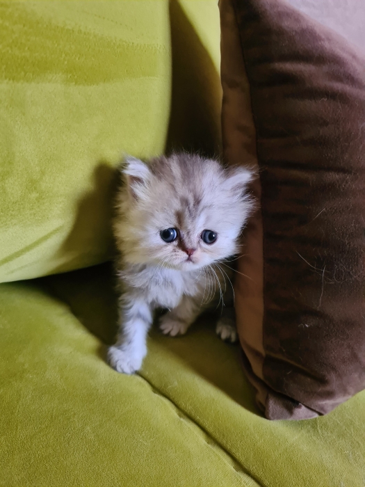 chatons persan pure race