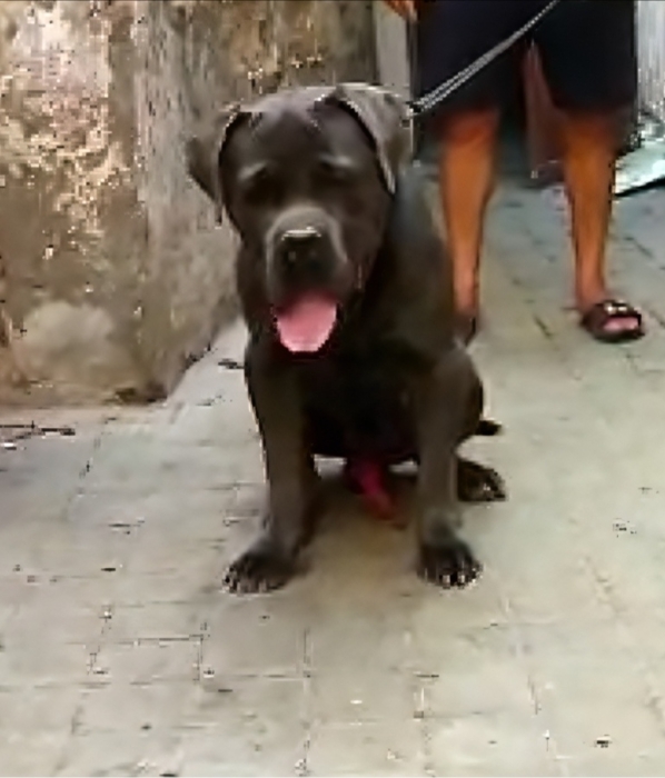 Cane Corso
