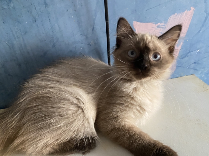 Chatons balinais femelles 3mois et demi