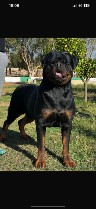 rottweiler pedigree