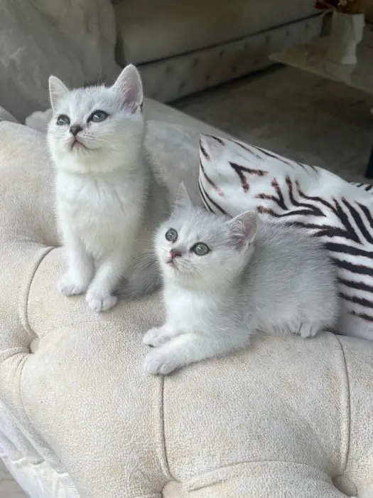 Chat british et scottish