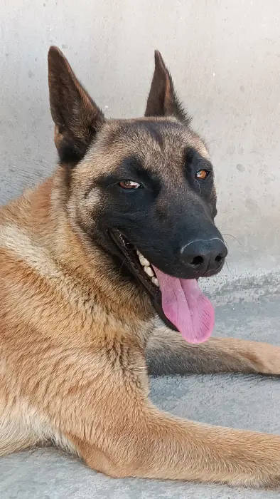 malinoi