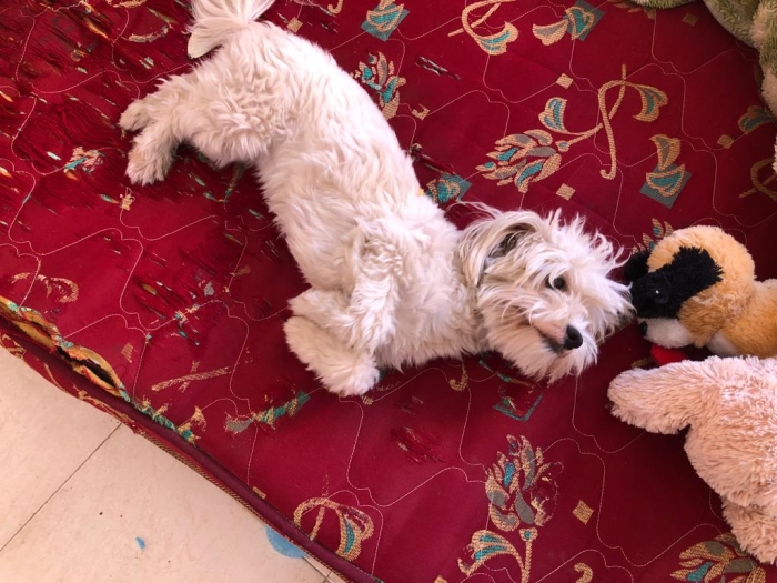 Adorables Chiots Bichon Maltais à Vendre - Des Compagnons Câlins et Pleins d'Amour en Attente d'une Nouvelle Maison !