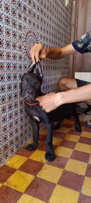 Cane corso