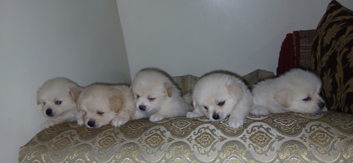 Spitz 🐶❤️🤍