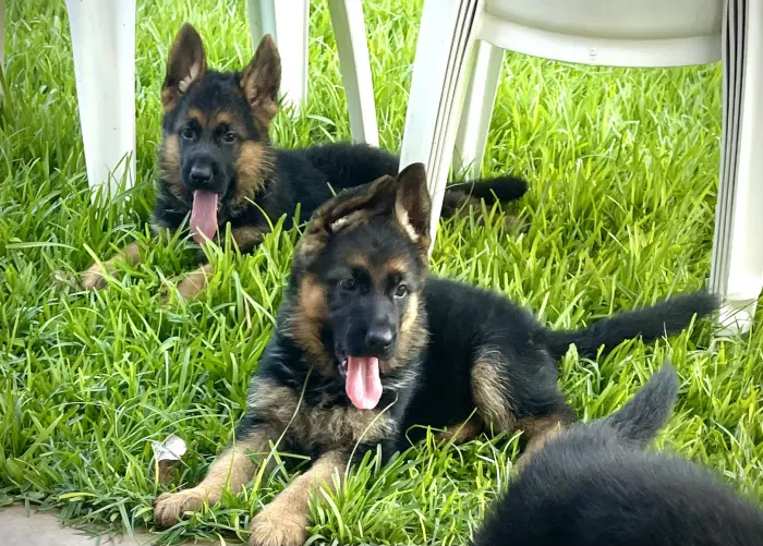 Chiot berger allemand