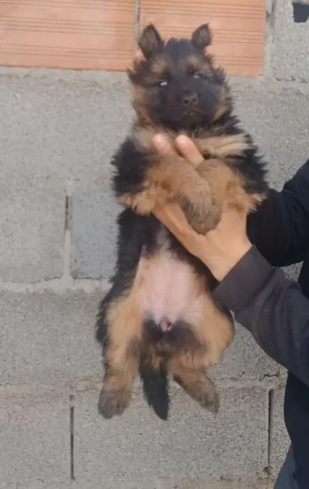 Berger Allemand Poil Long