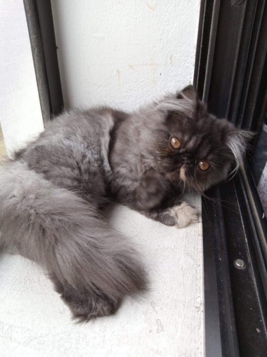 Femelle persan A vendre