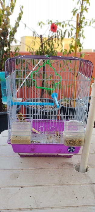 Canari chanteur avec Cage