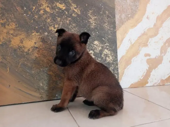 femelle malinois pur race age de 42 jour
