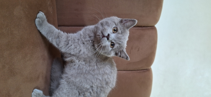 British shorthair & Scottish Fold