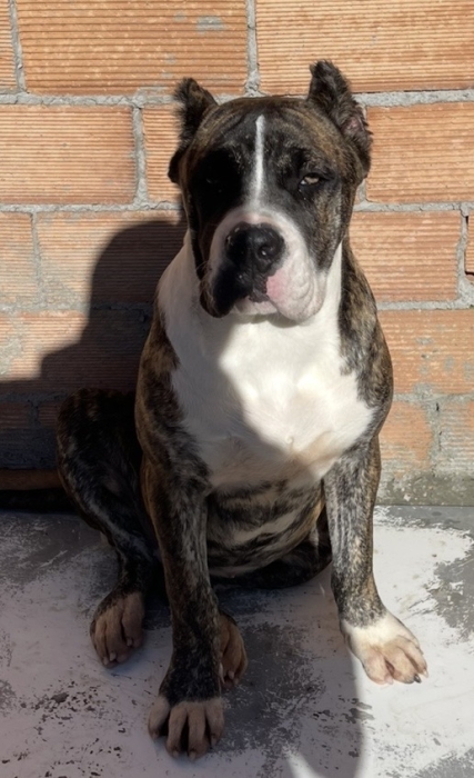 American Staffordshire Terrie