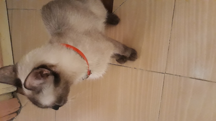 Chat femelle siamois pure disponible