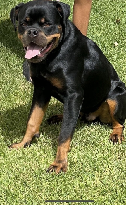 Rotweiller 8mois pédigrée