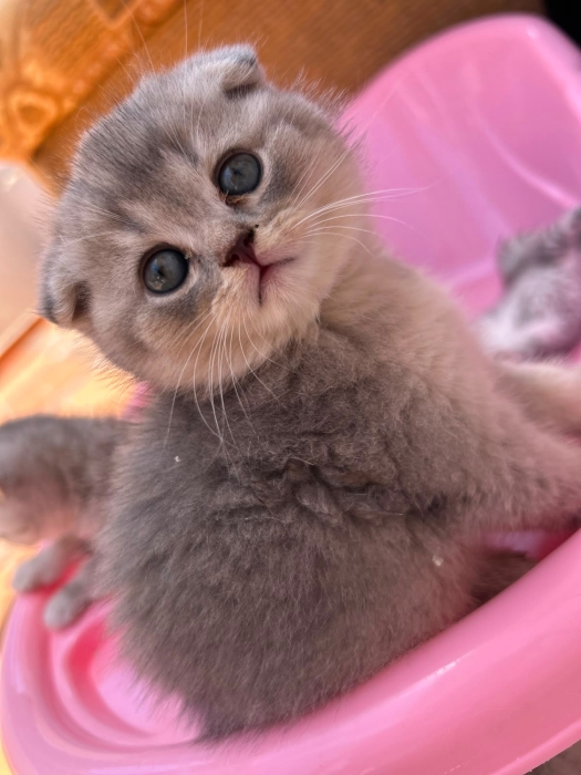 Chatons scottish fold et straight