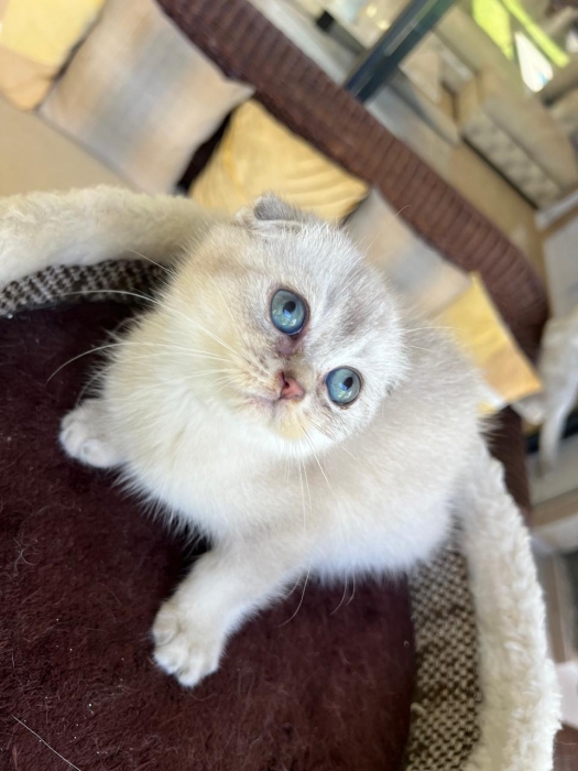 Scottish fils et straight